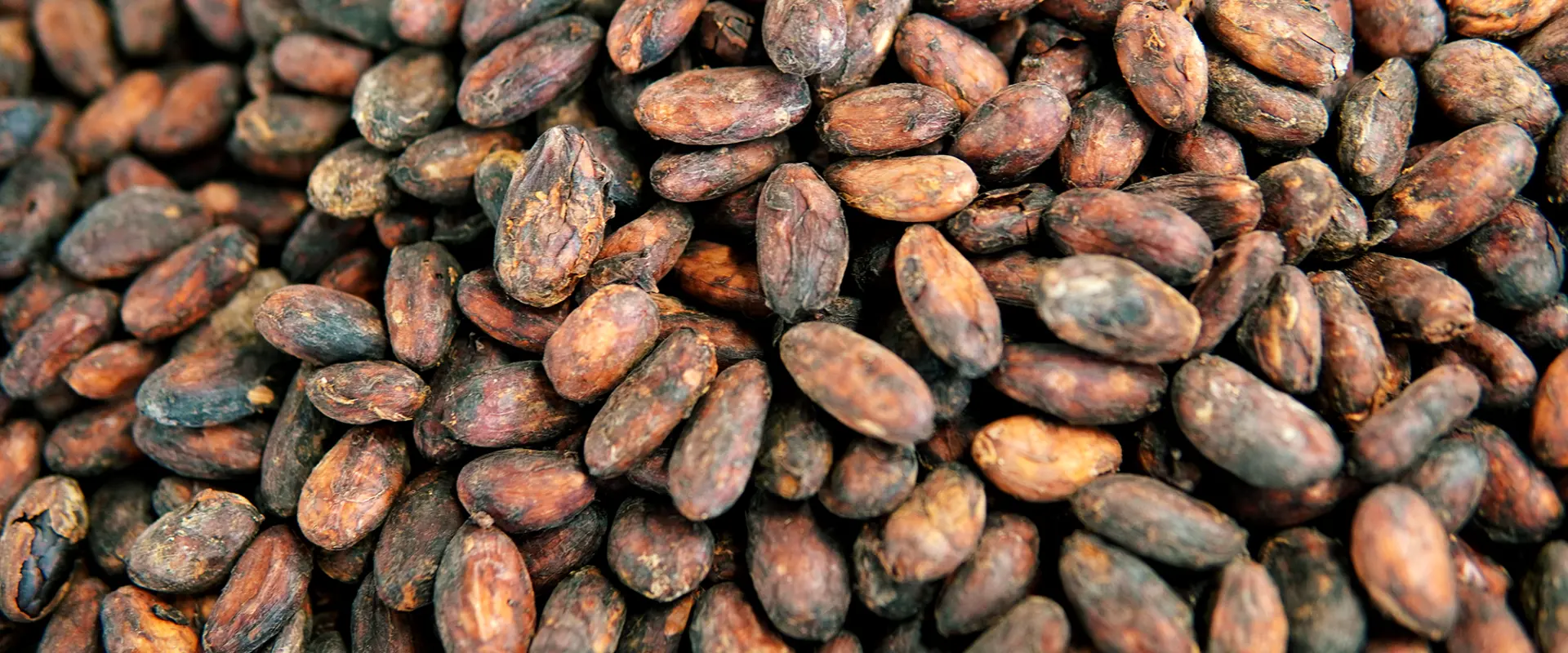 選びぬかれたカカオ豆